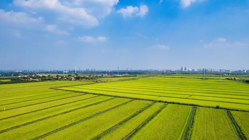 生鲜配送公司加盟代理费用：揭秘加盟背后的成本与价值