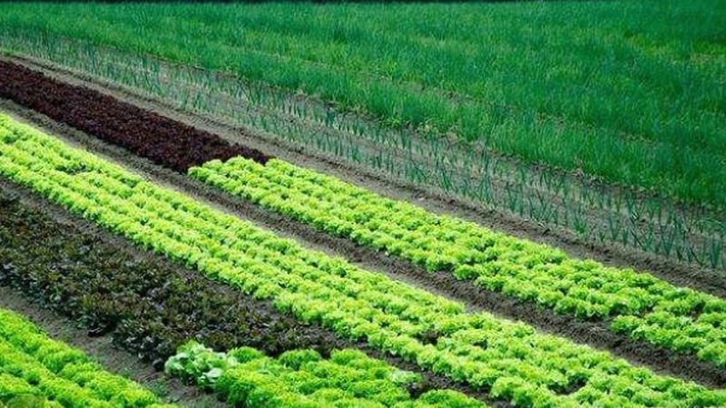 粮食种植与蔬菜种植：本质区别与关键要点