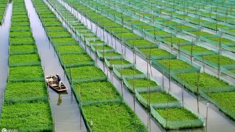2025年农业产业园补贴政策解析：机遇与挑战并存**