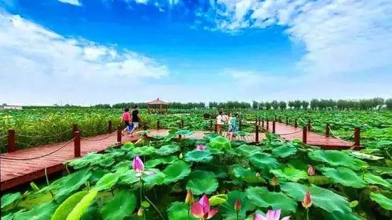 山东粮食种植企业排名背后的行业趋势