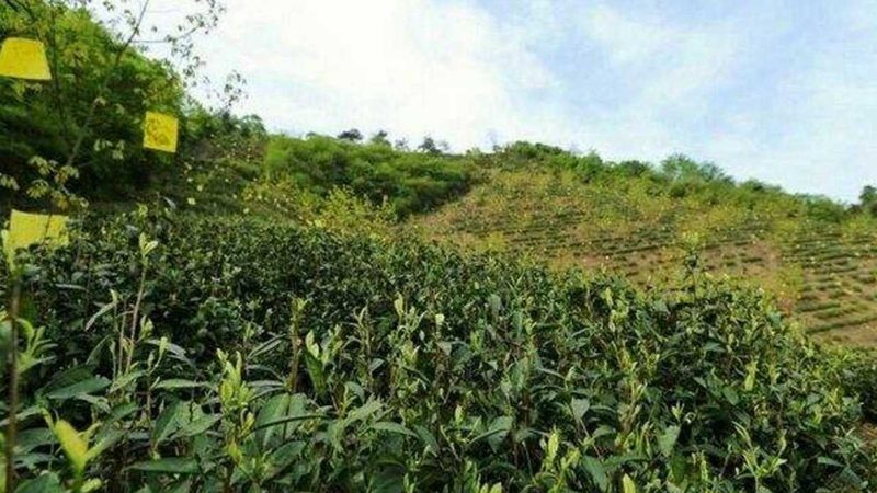 山东蔬菜大棚保温被：如何选择合适的保温材料？**