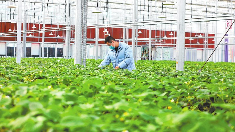 露天种植保险和设施种植保险区别
