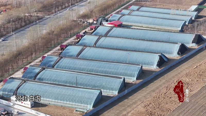 合作社分红排名的背后：种植效益的硬核标尺