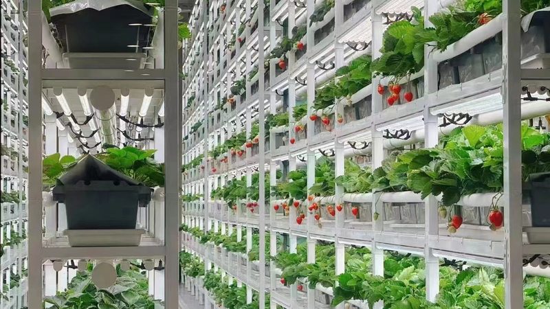 农资批发市场几点开门最划算